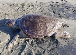 Θαλάσσια χελώνα ξεβράστηκε στα Μεσάγγαλα