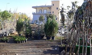 500 δένδρα θα φυτευτούν σε κοινόχρηστους χώρους του Δήμου Φαρσάλων 