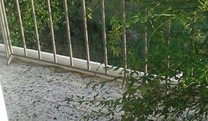  Φίδι στο μπαλκόνι 2ου ορόφου στα Φάρσαλα