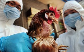 Σε αυξημένη επιφυλακή  για την γρίπη των πτηνών και η  Περιφέρεια Θεσσαλίας