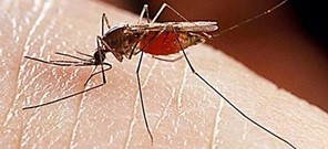 Ψεκασμοί κατά των κουνουπιών στη Θεσσαλία 