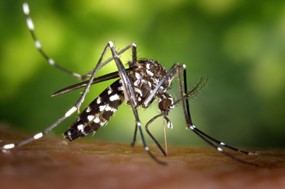Ανησυχία των επιστημόνων για τον μεγάλο αριθμό κουνουπιών και στη Θεσσαλία 