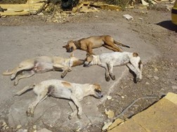 Θανάτωσαν σκυλιά στην Ελασσόνα