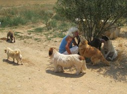 Εκατοντάδες σκυλιά εγκαταλειμμένα σε φάρμα του Δήμου Τεμπών – Συναγερμός στον Δήμο (ΒΙΝΤΕΟ)