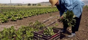 ΕΛΓΑ: Πληρωμές σε Λαρισαίους αγρότες