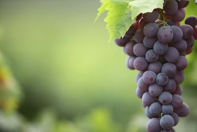 Ο καιρός αποφασίζει για τα φετινά κρασιά - Στο μισό η παραγωγή του μοσχάτου στον Τύρναβο