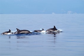 Εμφανίστηκαν δελφίνια σε παράλια της Λάρισας
