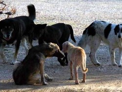 Φυλάκιση 16 μηνών σε Λαρισαίο δικηγόρο για αφρόντιστα σκυλιά
