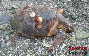 Νεκρή χελώνα καρέτα - καρέτα στα παράλια του Ν. Λάρισας