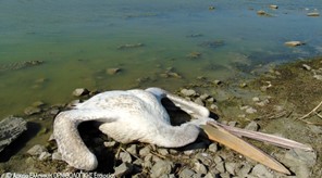 Οι κυανοτοξίνες σκοτώνουν τα πουλιά στην Κάρλα επιμένει το Πανεπιστήμιο