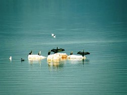 Μικρόβιο το αίτιο θανάτου των πουλιών της Λίμνης Κάρλας