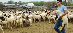 Αποζημιώσεις στους κτηνοτρόφους για τον καταρροϊκό πυρετό