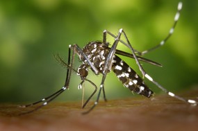 Ήρθαν τα κουνούπια - Οδηγίες για την προστασία από την Περιφέρεια Θεσσαλίας 