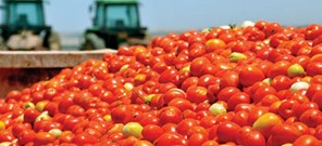 Περισσότερη ντομάτα το 2015 στον θεσσαλικό  κάμπο