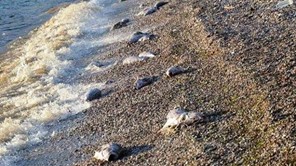 Εκατοντάδες νεκρά ψάρια στην παραλία της Κουλούρας