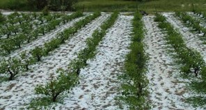 Ζημιές σε καλλιέργειες από χαλαζόπτωση σε Δαμάσι και Πλατανούλια
