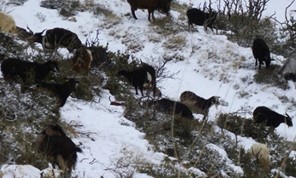 Οι Θεσσαλοί κτηνοτρόφοι ζητούν αποζημιώσεις για τα προβλήματα που προκάλεσε ο χιονιάς 