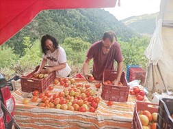 Λάρισα: Νερό και καύσωνας μείωσαν την παραγωγή ντομάτας στην Σπηλιά Κισσάβου