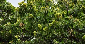Αγιά - Μελιβοία: Ζημιές στα καστανοχώραφα από την νεροποντή