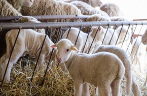 Τερψιθέα: Συγκέντρωση ζωοτροφών για τους πυρόπληκτους κτηνοτρόφους της Εύβοιας  