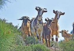 Ημερίδες της Εθνικής Διεπαγγελματικής Οργάνωσης Φέτας (ΕΔΟΦ) για τους κτηνοτρόφους αιγοπρόβειου γάλακτος