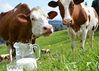 Ελληνικά γαλακτοκομεία: Προς τριπλασιασμό του εισκομιζόμενου γάλακτος