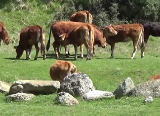 Αποζημιώσεις 1,1 εκ. ευρώ σε θεσσαλούς κτηνοτρόφους