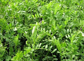 H Όλυμπος πρωτοπορεί και στα κτηνοτροφικά ψυχανθή