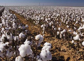 Βαμβάκι: Νέος πρόεδρος των εκκοκκιστών ο Αντώνης Σιάρκος