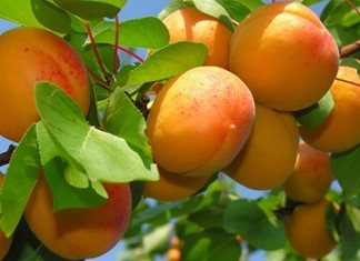 Βερύκοκα: Χαμόγελα στα Τέμπη, ζημιές στον Τύρναβο