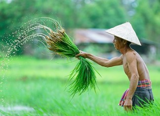 Ο θεσσαλικός κάμπος θα γεμίσει ...Βιετναμέζους