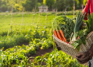 Βιολογικές το 10% των καλλιεργειών στην Ελλάδα