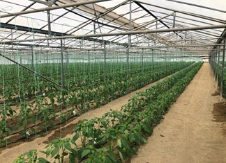 Αλμυρός: Επενδύσεις σε θερμοκήπια υδροπονίας