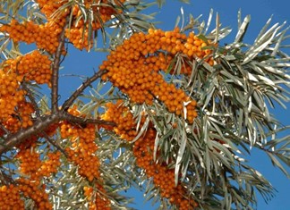 Καρδίτσα: Την Ιπποφαές Ελλάς Α.Ε. επισκέφτηκε ο Βορίδης