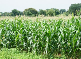 Σε άνοδο οι τιμές αγροτικών προϊόντων διεθνώς