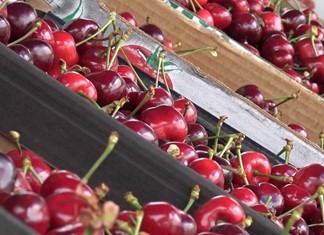 Αγιά: Με δυσκολίες η συγκομιδή των κερασιών