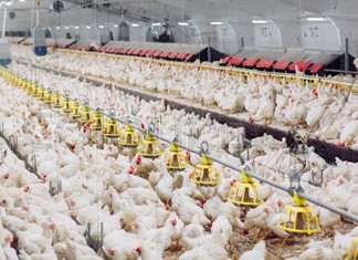 ΗΠΑ: Σφαγιάστηκαν 2 εκ. κοτόπουλα ελλείψει εργοστασίων