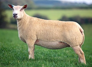 Στα Γρεβενά η πρώτη μονάδα με πρόβατα για κρέας