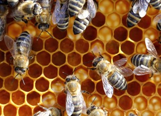 Έρευνα της OLAF σε 7 επιχειρήσεις μελιού