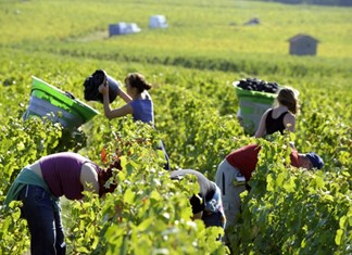 Τύρναβος: Ενδιαφέρουσα η οινική χρονιά