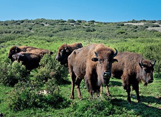 Αλλαντοποιείο από την φάρμα Ντούμα στην Ελασσόνα