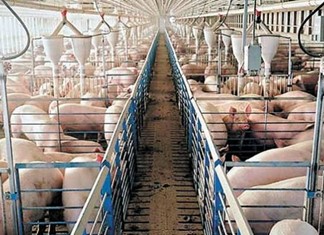 Αβεβαιότητα για την παγκόσμια παραγωγή χοιρινού