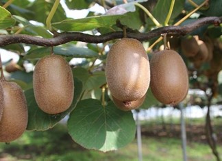 Πυργετός: Ευελπιστούν σε παραγωγή 2.000 τ. ακτινιδίου 