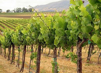 Στο 1% το ανώτατο όριο φύτευσης αμπέλων