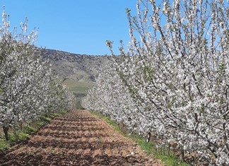 Δ. Τεμπών: Μεγάλη ζημιά στις δενδρώδεις καλλιέργειες