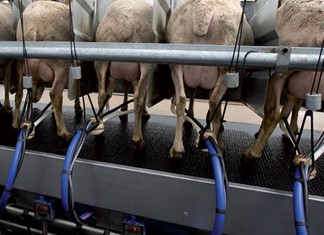 Ομάδα παραγωγών γάλακτος συστήνουν κτηνοτρόφοι του Τυρνάβου