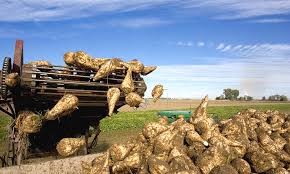 Στον αέρα οι θεσσαλοί καλλιεργητές των τεύτλων