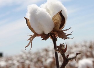 Ημερίδα στην Καρδίτσα για το βαμβάκι και τη νέα ΚΑΠ