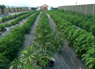 Φαρμακευτική Κάνναβη: 14 άδειες στο ΦΕΚ - Δύο στη Θεσσαλία