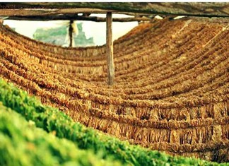 Θεσσαλία: Εν΄ αναμονή τιμής τα καπνά